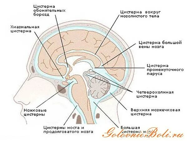 Цистерна латеральной ямки большого мозга. Цистерна боковой ямки большого мозга. Цистерны головного мозга анатомия схема. Цистерны основания головного мозга анатомия. Затылочные рога