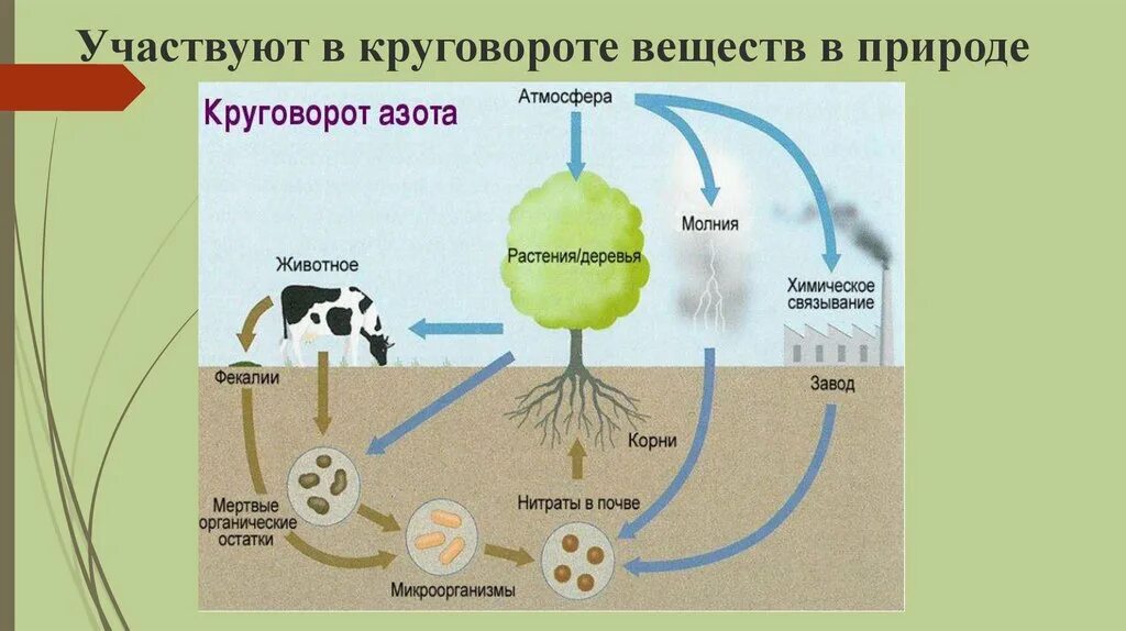 Презентация круговорот веществ в природе 5 класс. Атмосферный азот круговорот веществ. круговорот азота в природе. круговорот атмосферного азота. круговорот азота в природе химия.