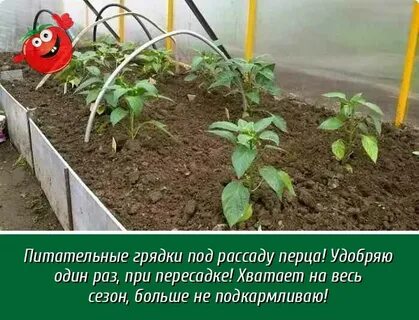 Посадка баклажан в теплицу рассадой расстояние