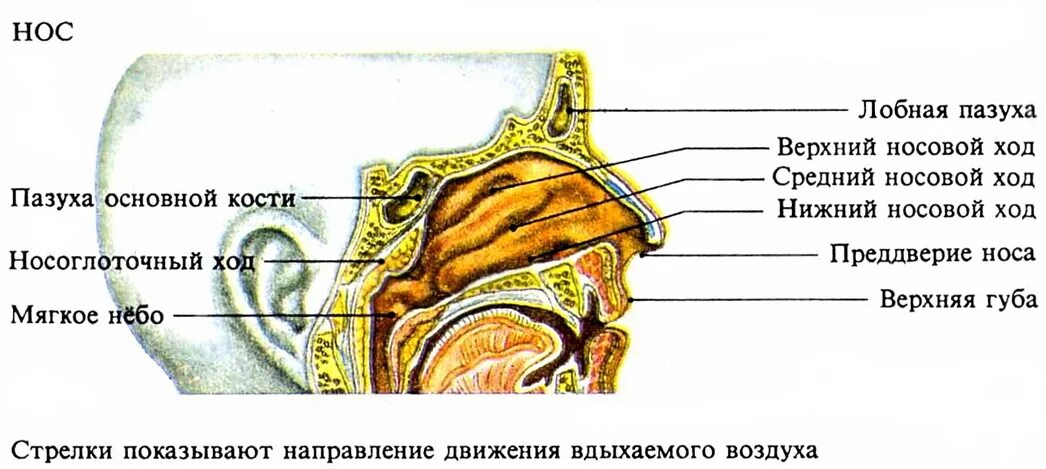 Полость золота