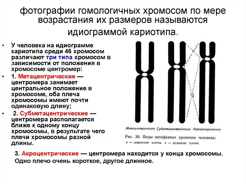 Какую форму имеет хромосома. Строение и классификация хромосом. Строение хромосомы эукариотической клетки. Типы хромосом. Строение хромосом человека.