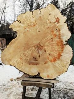 Древесина клена