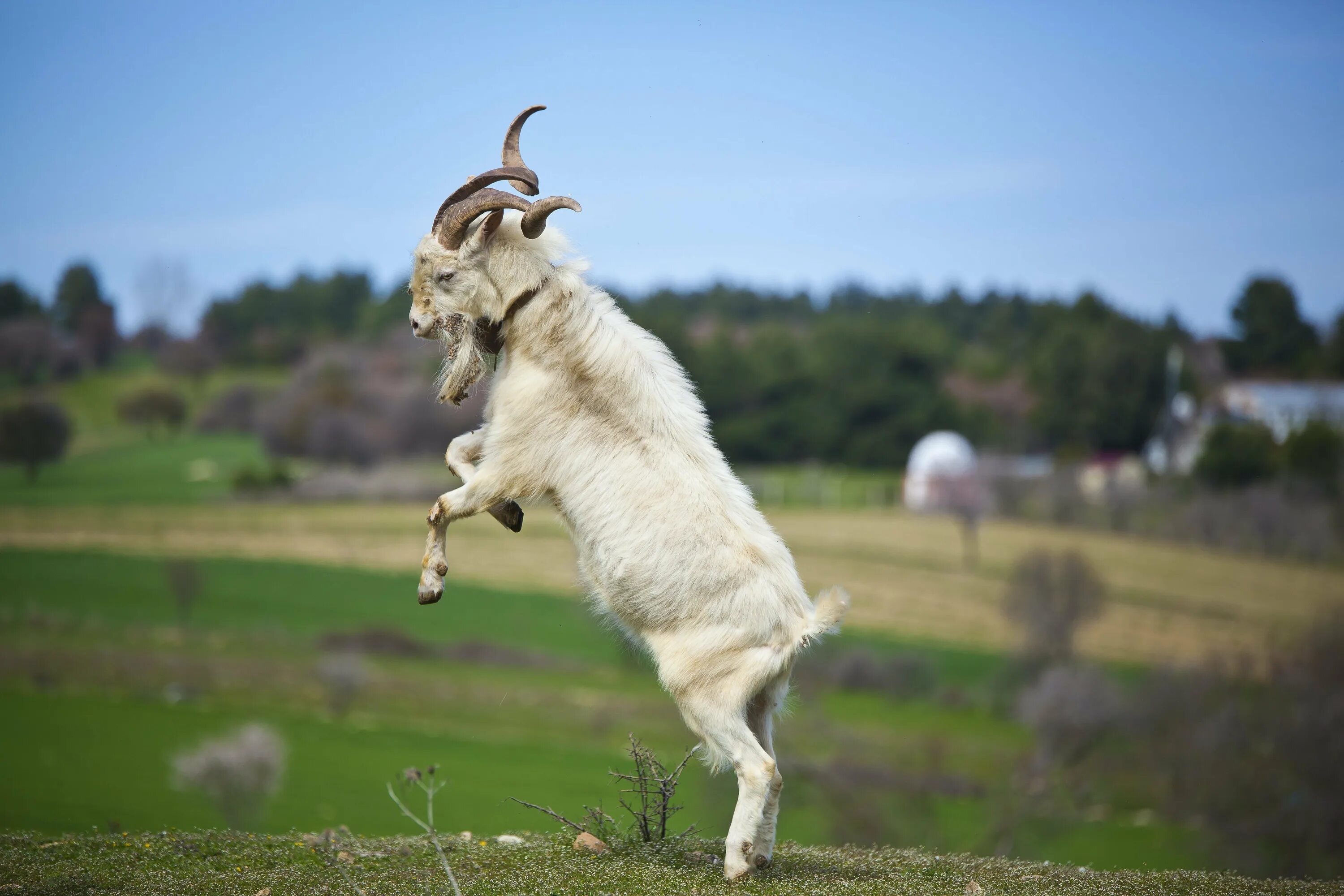 Андалузская коза. Козел прыгает. Красивая коза.