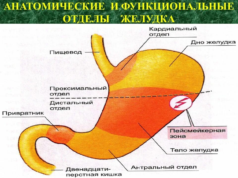 Кардиальный латынь. Строение желудка антральный отдел. Анатомические и функциональные отделы желудка. Проксимальный отдел желудка. Желудок кардиальный отдел желудка.