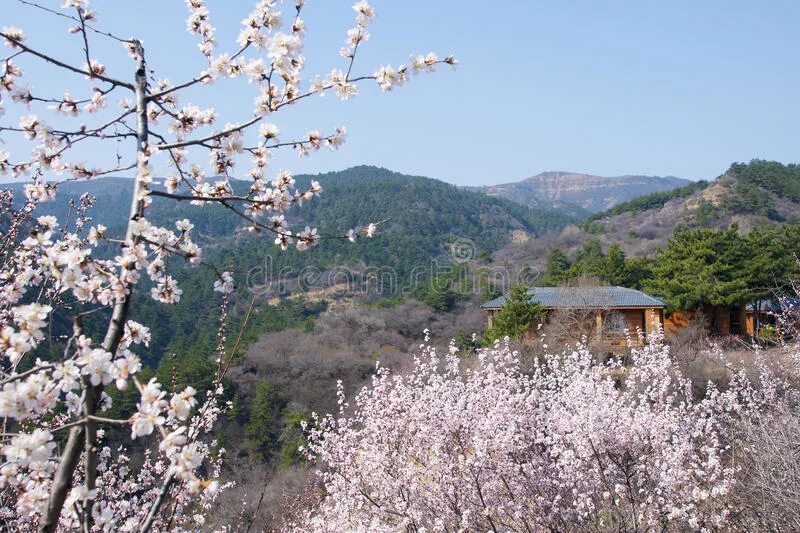 Долина персиков. Персиковое дерево в цвету. Персиковый сад дагестан. Персиковый сад ереванская. Долина персиков.