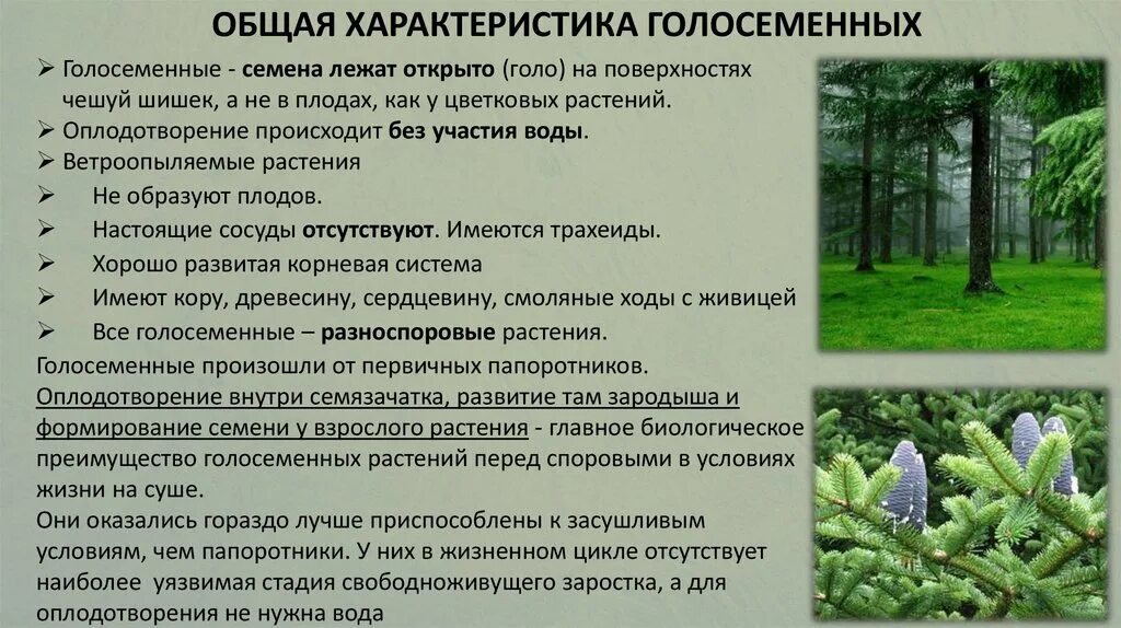 Дуб относится к голосеменным. Общая характеристика голосеменных. Отдел Голосеменные общая характеристика. Общая характеристика голосеменных растений. Характеристика отдела Голосеменные.