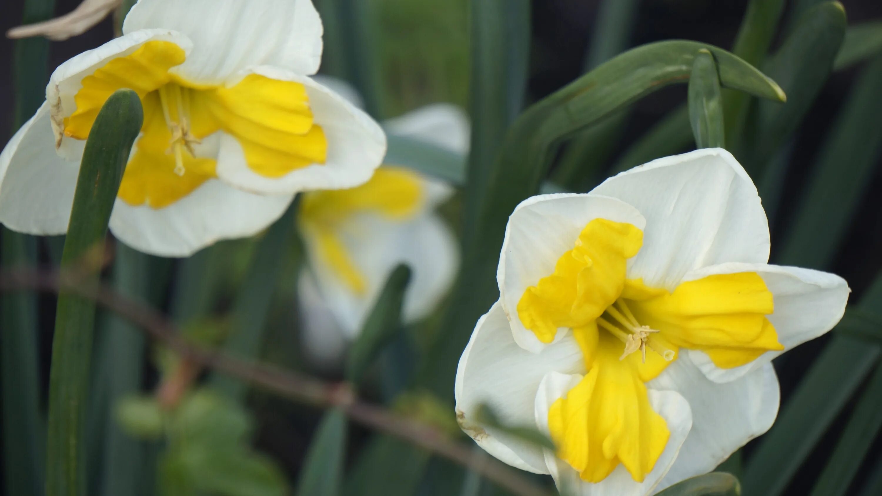 Daffodil pink нарцисс. Нарцисс rosa trompete. Нарцисс тромпете фото. Нарцисс голден беллс. Нарцисс rosa trompete.