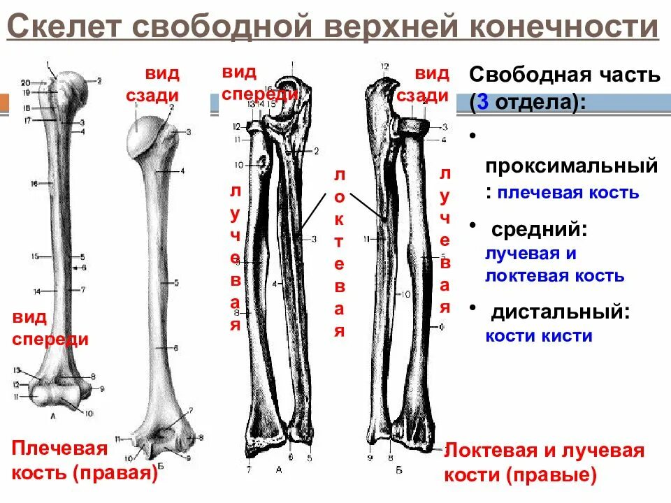 Скелет свободных конечностей отделы. Скелет свободной верхней конечности локтевая и лучевая. Кости верхней конечности плечевая локтевая лучевая кость. Кости свободной части верхней конечности плечевая кость. Скелет свободной верхней конечности лучевая кость.