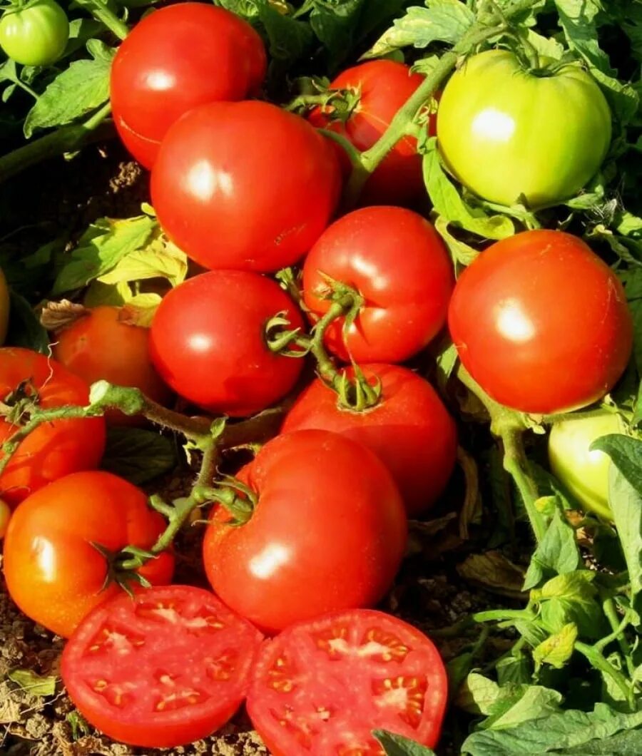 Томат ля-ля-фа f1. Семена верочка томат. Помидор аламина f1. Томат багира f1. Томат софа f1.