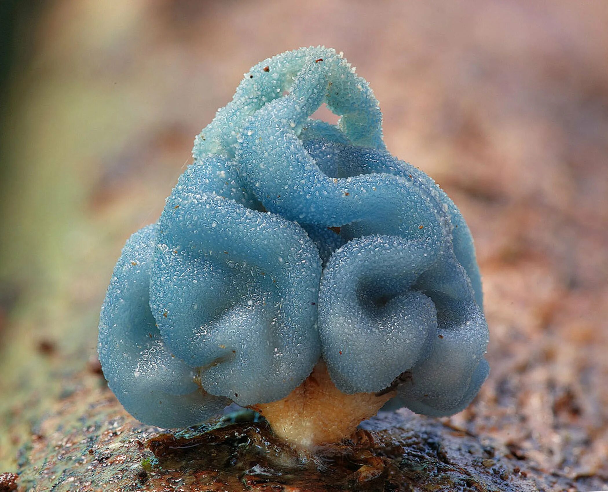 Грибы leratiomyces SP.