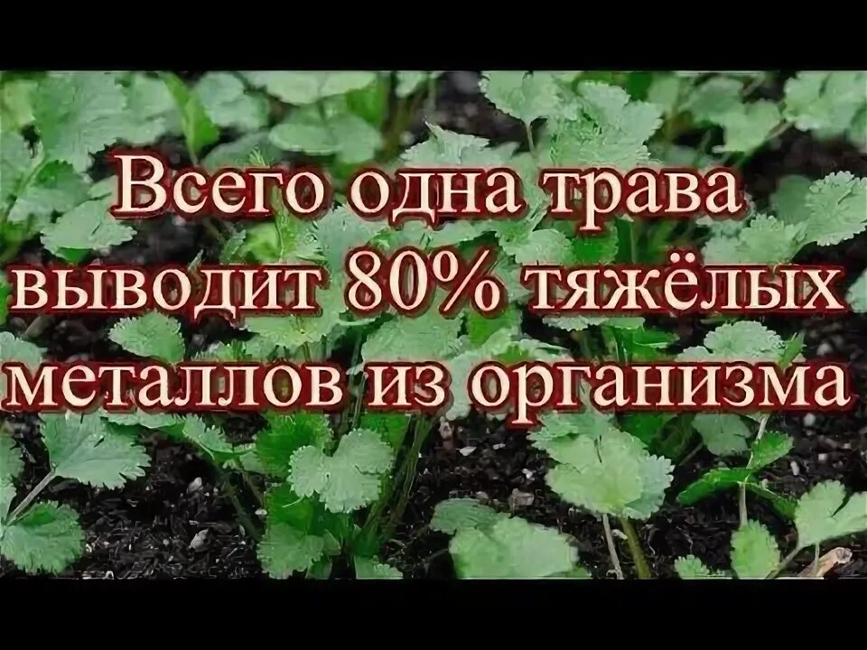 Вывести металлы из организма человека. Травы выводящие тяжелые металлы. Выведение тяжелых металлов из организма. Какие растения выводят тяжелые металлы. Вывод тяжелых металлов из организма человека.