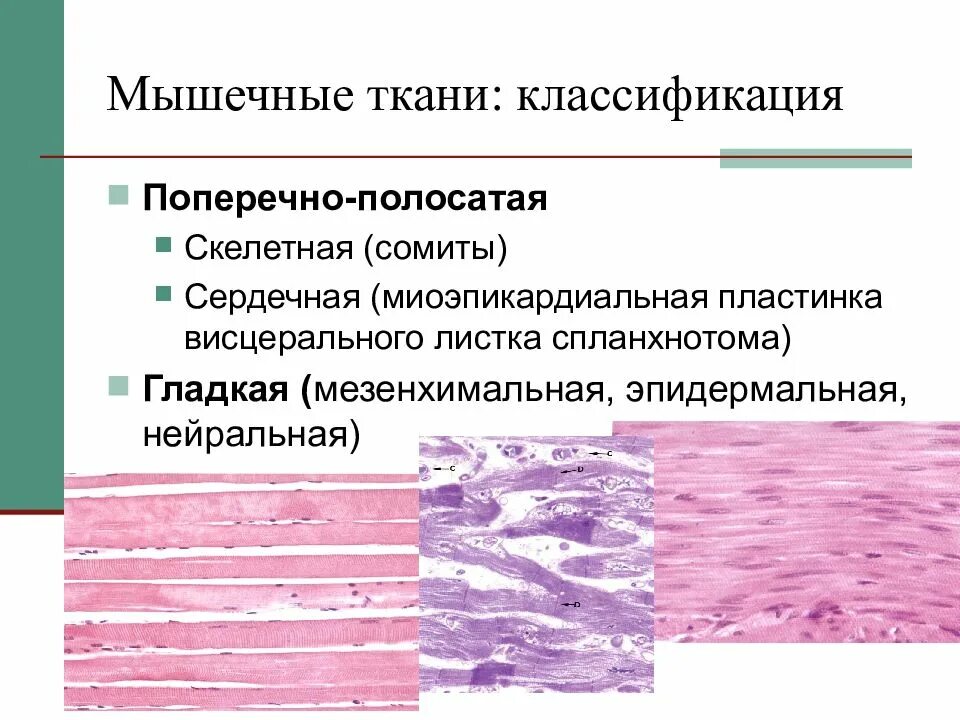 Функция соединительной ткани в мышцах. Классификация мышечной ткани гистология. Классификация гладких мышечных тканей. Классификация мышечной ткани гистология таблица. Общая характеристика мышечной ткани гистология.