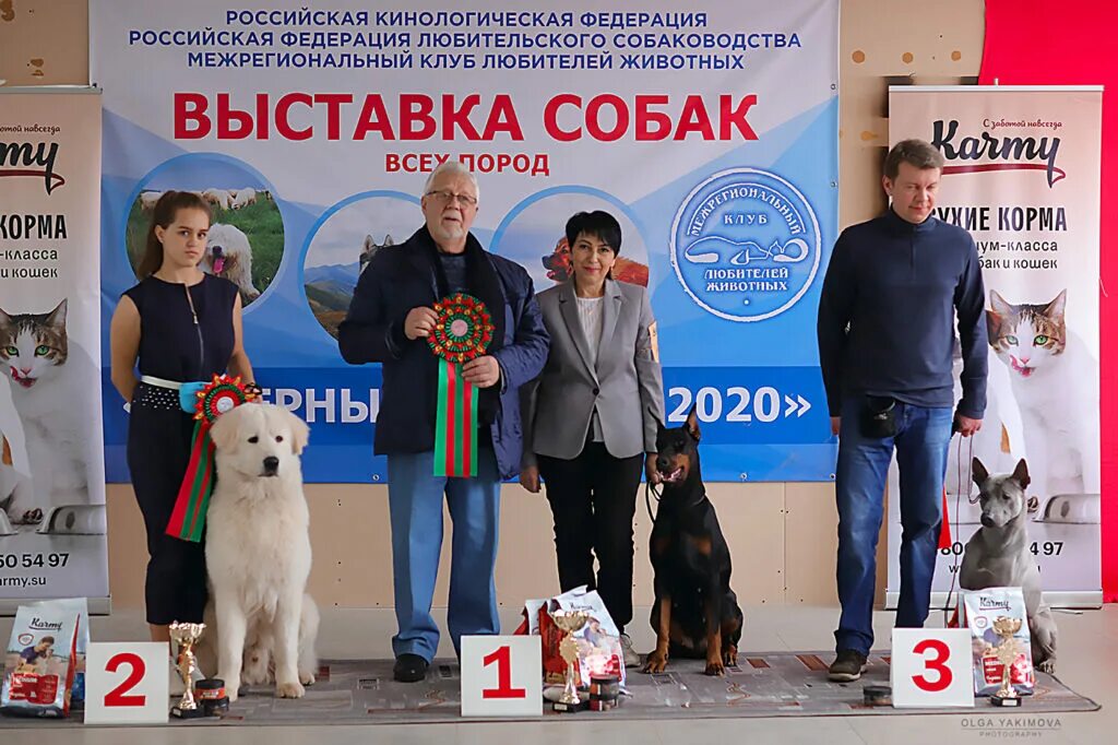 Выставка собак возраст. Международная выставка собак и кошек в Оффенбурге. Выставочные классы собак. Выставки собак классы и титулы. Класс собак на выставке.