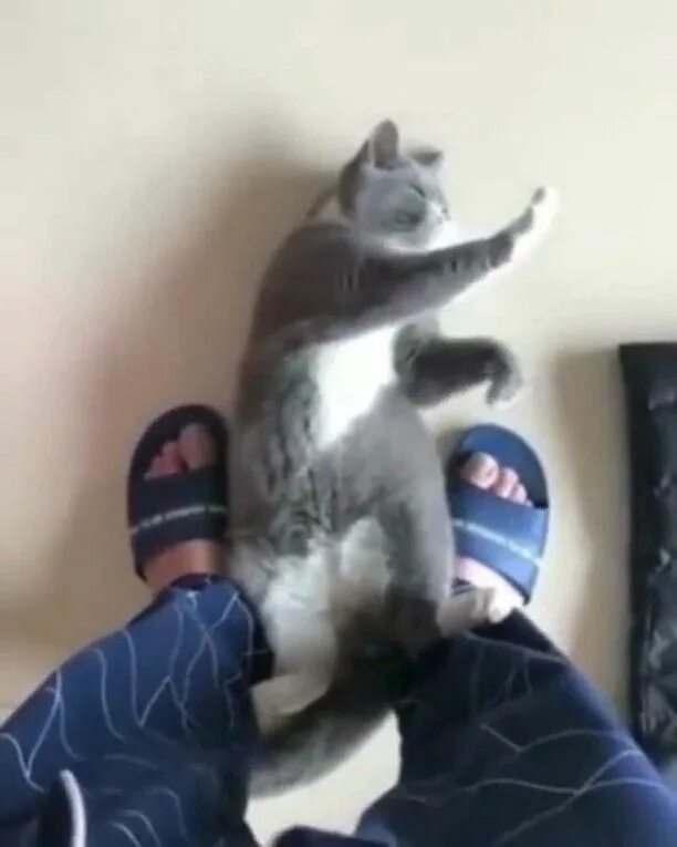 Кунг фу кот. Кунг фу кот
