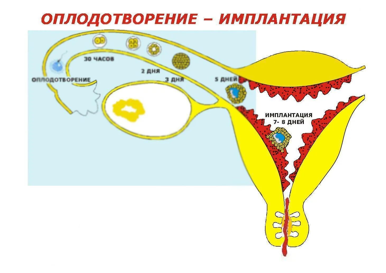 Менструальный цикл оплодотворение произошло. Количество крови при имплантации. Процесс зачатия и оплодотворения. Кровотечение при имплантации эмбриона в матку.
