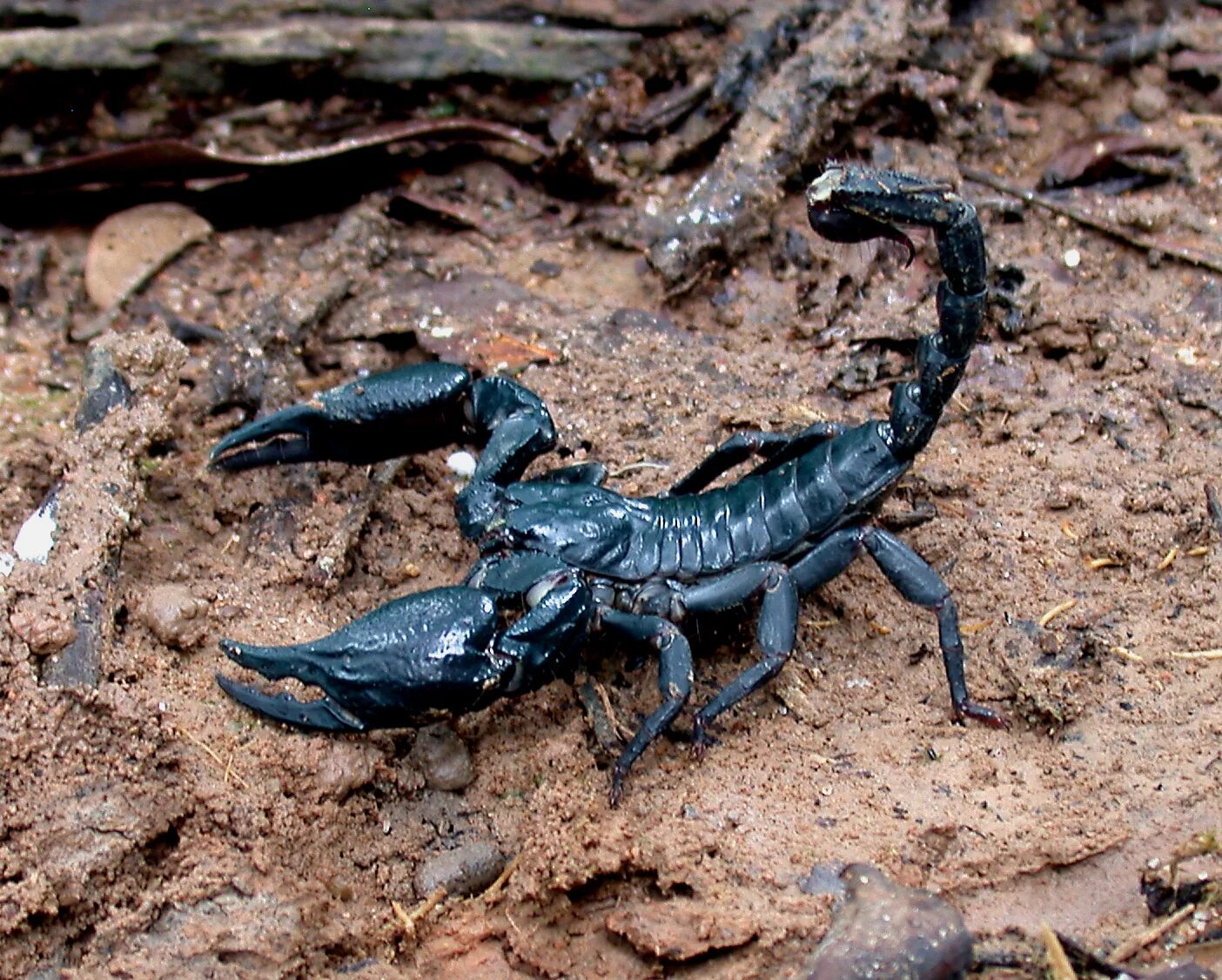 Родственники скорпиона. Скорпион Heterometrus spinifer. Скорпион Heterometrus petersi. Скорпион Heterometrus cyaneus. Азиатский Лесной Скорпион.