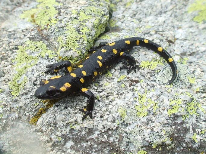 Саламандра википедия. Salamandra almanzoris. саламандра крымская. ливонская саламандра. огненная саламандра самец и самка.