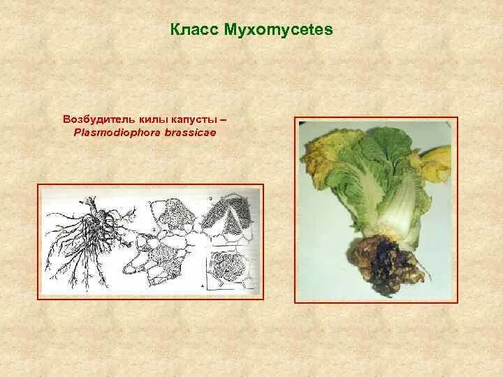 Какой тип повреждения вызывает капустная. Плазмодиофора капустная. plasmodiophora brassicae. возбудитель килы капусты. циклы развития возбудителей килы капусты.