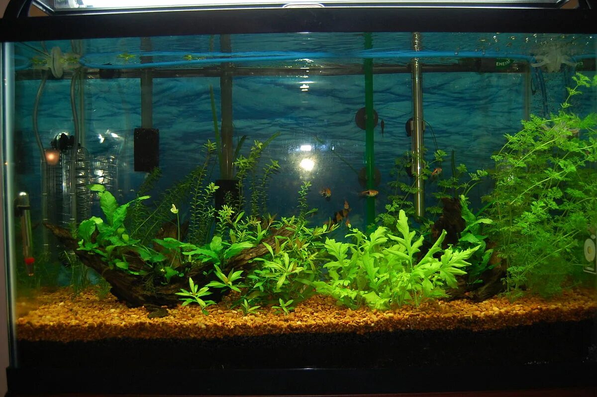 Аквариум отстаивался. Отстаивать воду для аквариума. Вода в аквариуме. Наполнение аквариума. Аквариум отстаивался.