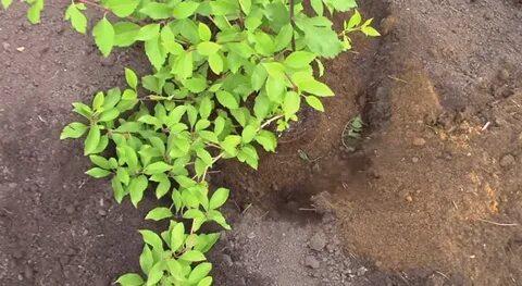 Посадка на урале в открытый грунт