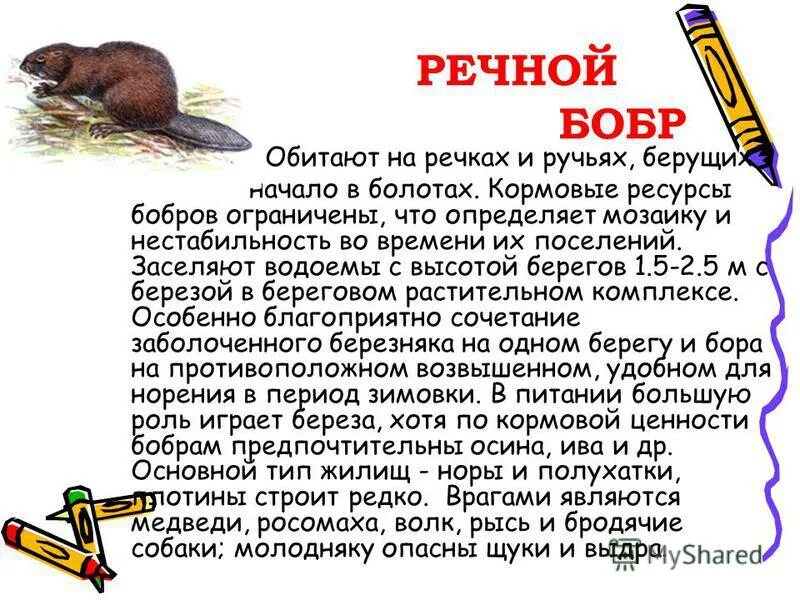 Истории бобра. Рассказ о бобрах. рассказы о бобрах для детей. рассказ о бобре. бобры доклад.
