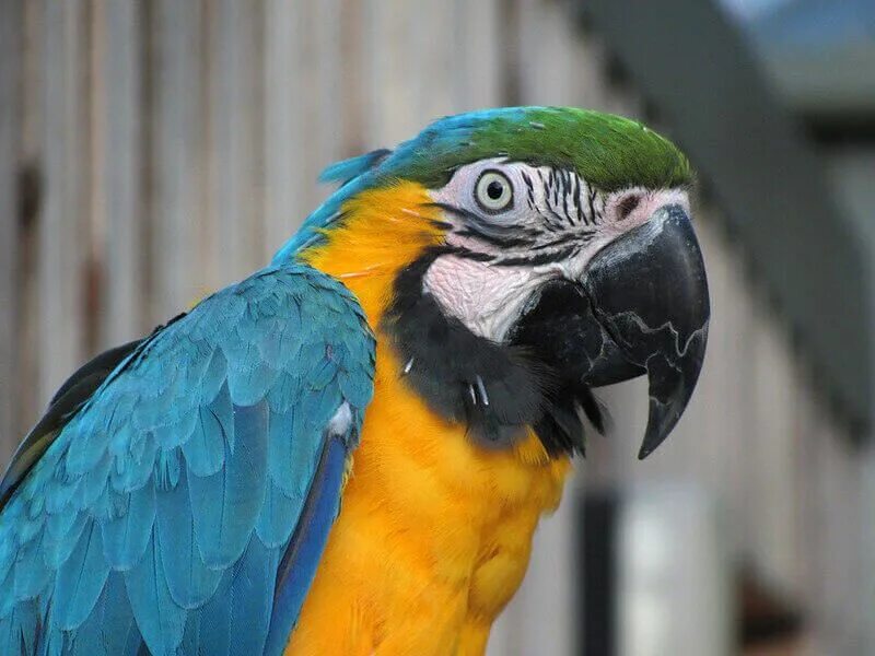Parrots names. Жёлто-зелёный ямайский ара. Большой попугай ара. Ара Макао. Попугай ара зеленокрылый.