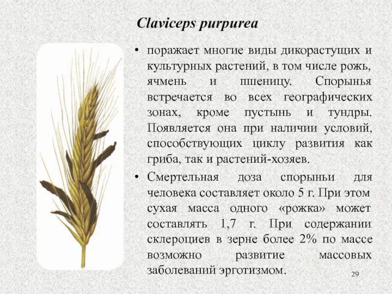 Полудикий сорт пшеницы. Рожь цифра 3. Особенности строения ржи. Описания озимой ржи. Рожь цифра 3.