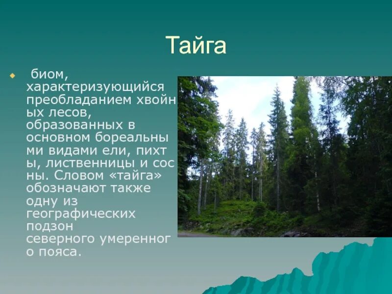 Из какого языка название тайга. Тайга биом. Биом Тайга характеристика. Какие леса в тайге. Биомы хвойных лесов умеренного пояса тайги.