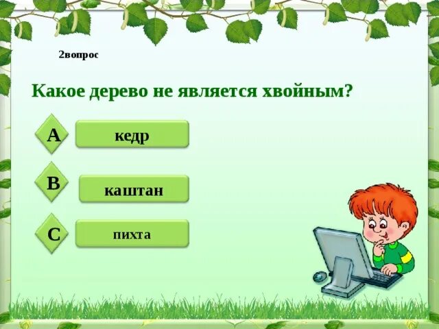 Какое дерево не является хвойным