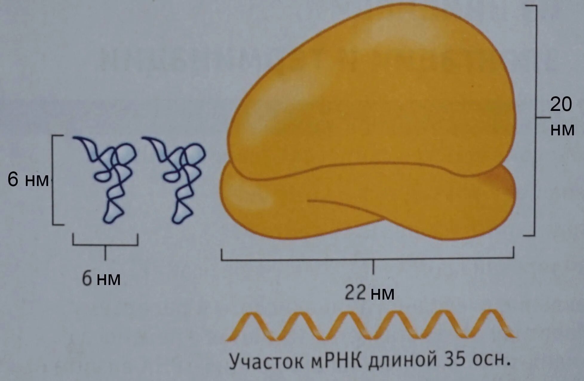 Рибосомы рисунок. Рибосома схема. Схема строения рибосомы. Структура рибосомы.