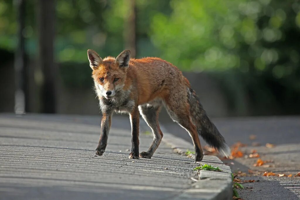 Red foxes работа. Red foxes работа