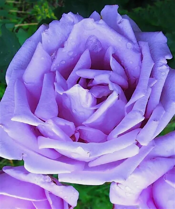 Роза Блю Фо Ю Blue for You. РОЗА ХАМЕЛЕОН. некоторые фото взяты из интернета пои