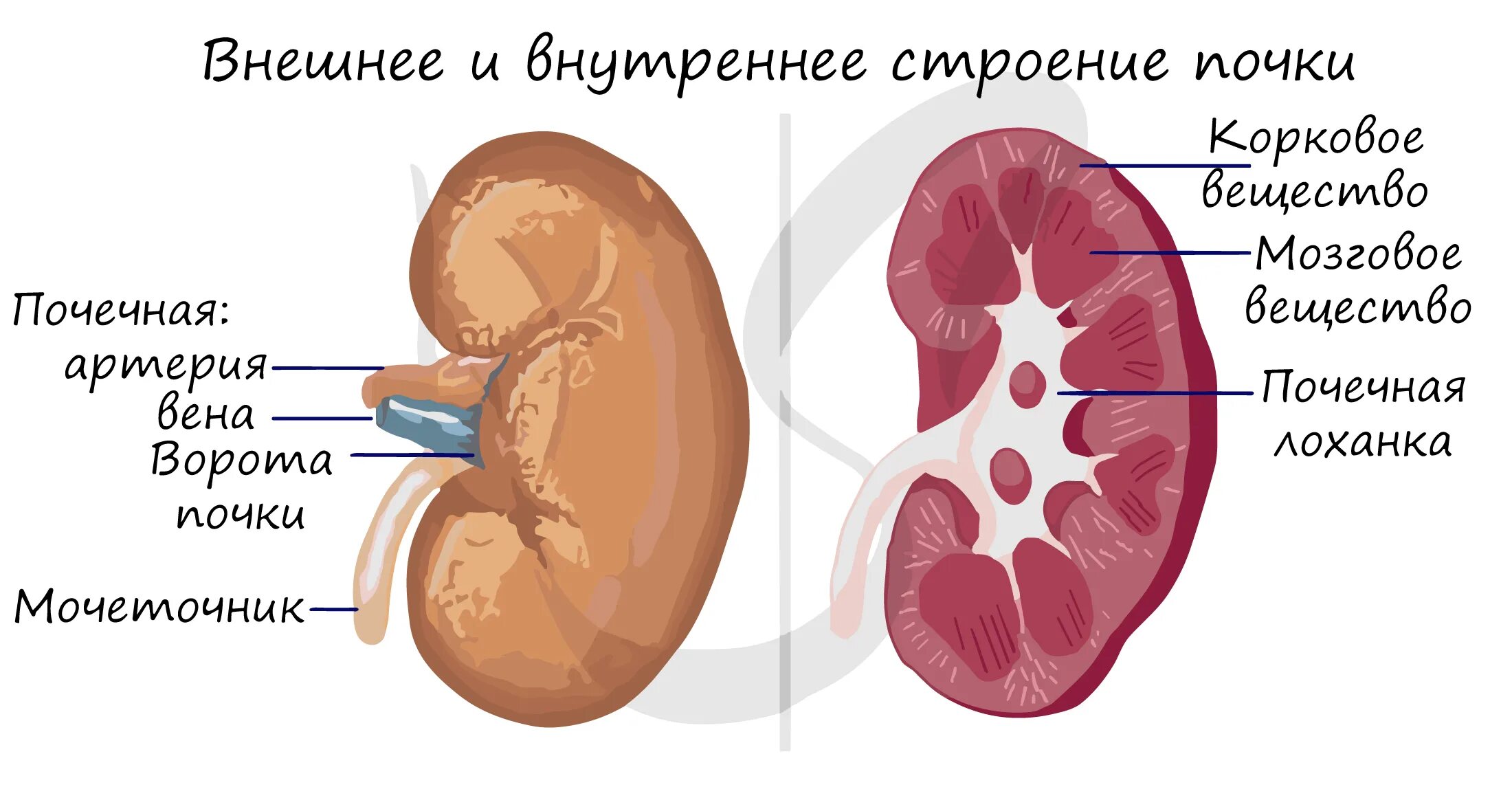 Внутренне строение почки анатомия. Строение почки наружное и внутреннее. Внешнее и внутренне строение почки. Внешнее и внутреннее строение почки анатомия.