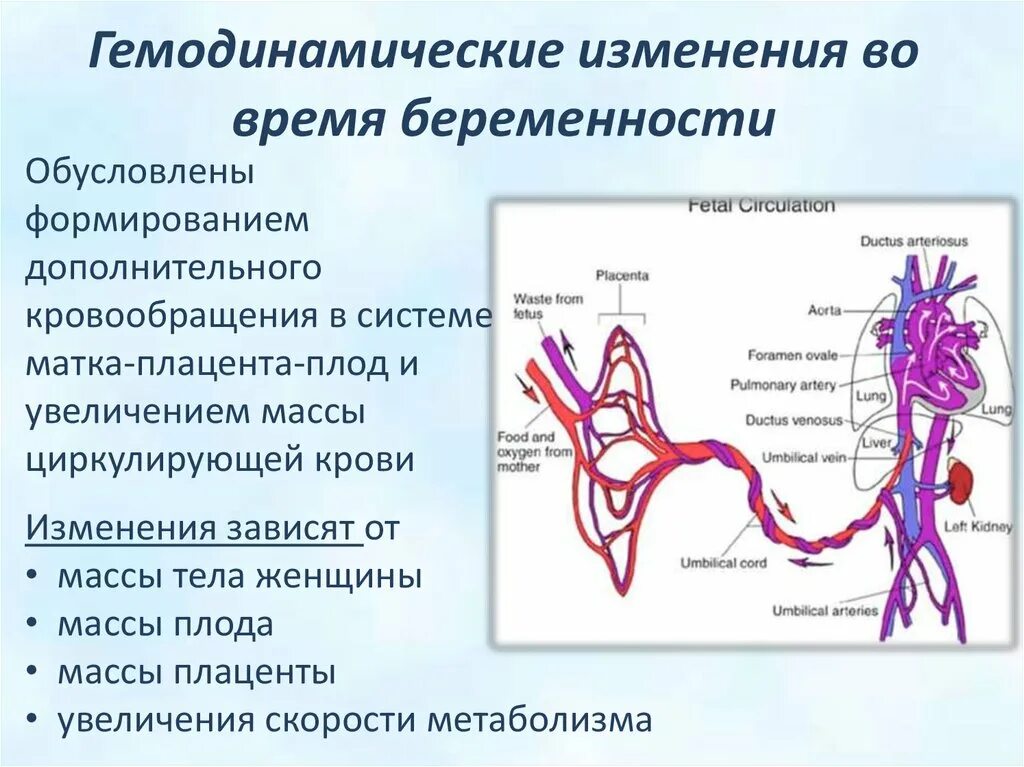 Нарушение кровообращения у беременных. Маточно-плацентарное кровообращение. Кровообращение в плаценте. Гемодинамические изменения. Маточная гемодинамика