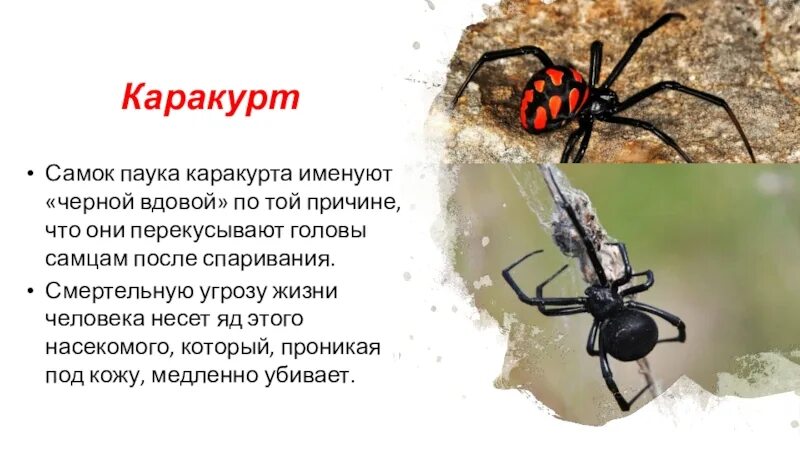 Сколько за жизнь человек съедает пауков. Паук каракурт красная книга. самка паука съедает самца. паучиха съедает паука после спаривания. самка паука съедает самца после спаривания.