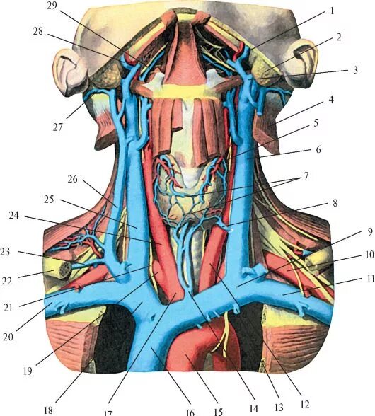 Яремная артерия где находится. Сонная артерия и яремная Вена. Внутренняя Сонная артерия и внутренняя яремная Вена. Яремная Вена и внутренняя Сонная артерия анатомия. Наружная яремная Вена анатомия топография.