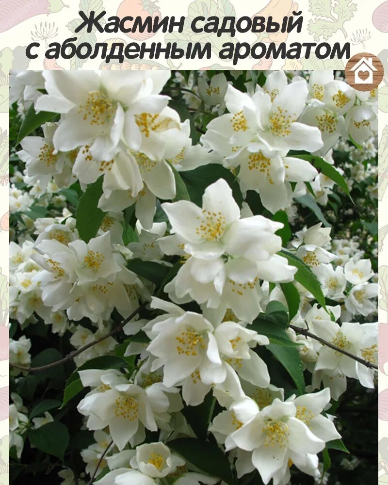 Чубушник льюиса ватертон. Чубушник куст. Чубушник эректус. Чубушник земляничный. Уход за жасмином садовым.