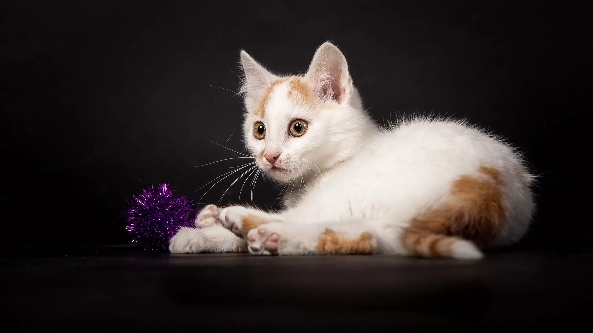 Обои белые кошки. Кошка белая. белый котенок. обои с котятами. котята на рабочий стол.