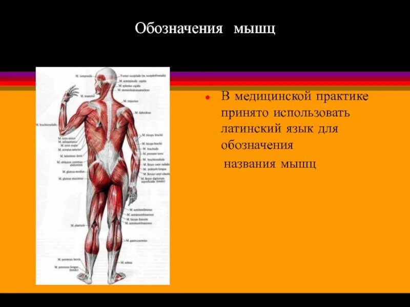 Работа скелетных мышц человека. Основные группы мышц анатомия. Группы скелетных мышц человека. Перечислите группы мышц человека. Основная группа мышц человека.