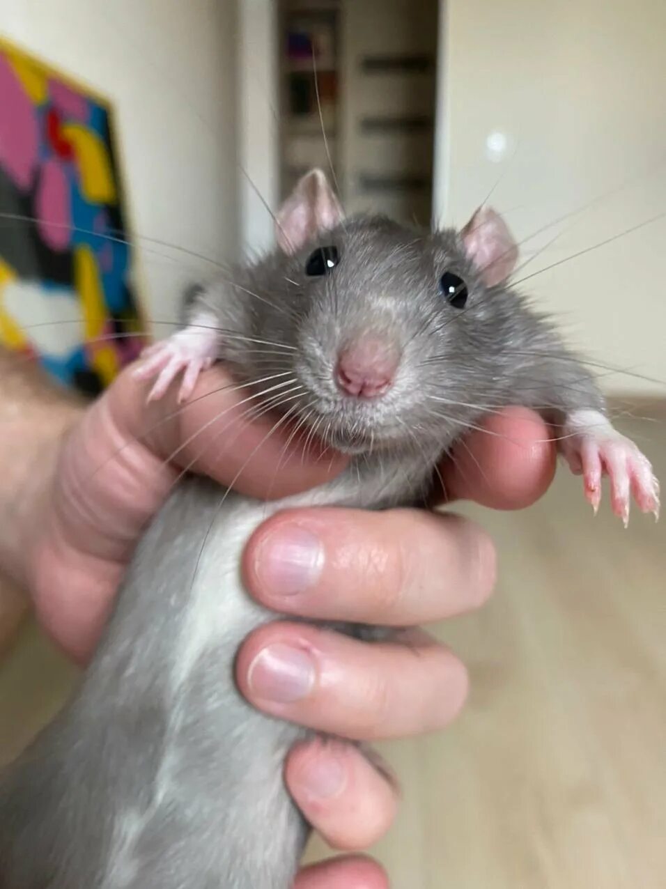 Крыса шушера из приключения буратино. Шушера из золотого ключика. Описание крысы. Золотой ключик или приключения буратино крыса шушара. Крыса шушара золотой ключик.