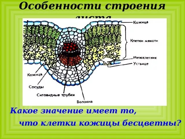 Особенности расположения основной ткани ВНУТРЕННЕЕ СТРОЕНИЕ ЛИСТА ОСНОВНАЯ ТКАНЬ photos