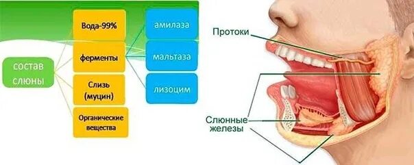 Как выделяется слюна