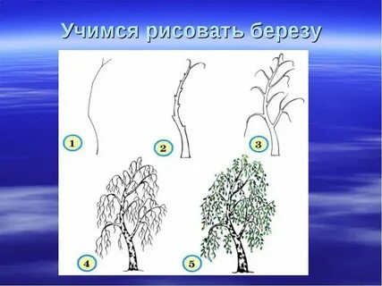 Рисуем березу поэтапно