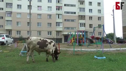 Такси шакша