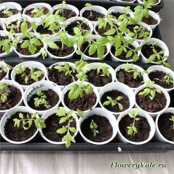 Рассада помидор неделя. Рассада помидор по неделям. Двухнедельная рассада помидор. Пикирование рассады томатов. Рассада помидор 2 недели.