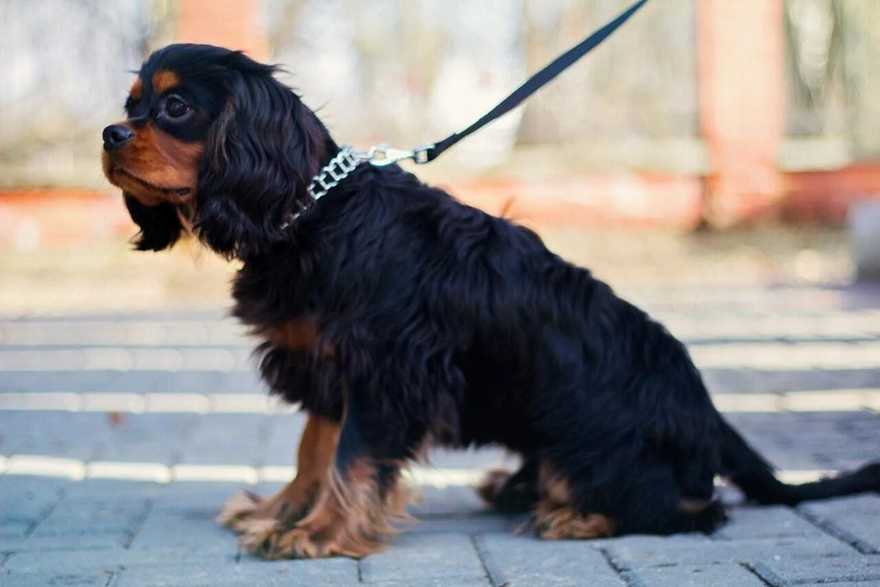 Кавалер кинг чарльз спаниель черный подпалый. Кавалера новосибирск. Кавалера новосибирск. Кавалер-кинг-чарльз-спаниель черно-подпалый. Кавалер кинг чарльз спаниель.