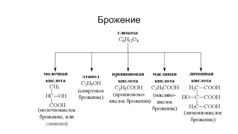 Образование молочной кислоты при брожении глюкозы. Процесс брожения схема. Типы брожения микробиология таблица. Конечные продукты брожения углеводов. Схема брожения бактерий.