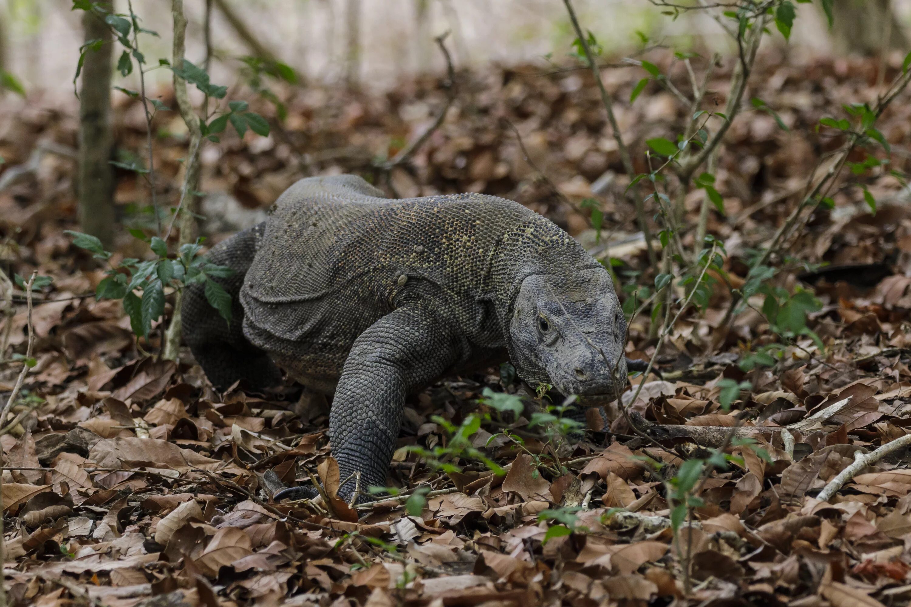 Комодский варан. Комодский варан вараны. Комодский дракон. Комодский варан. Комодский варан охотится.