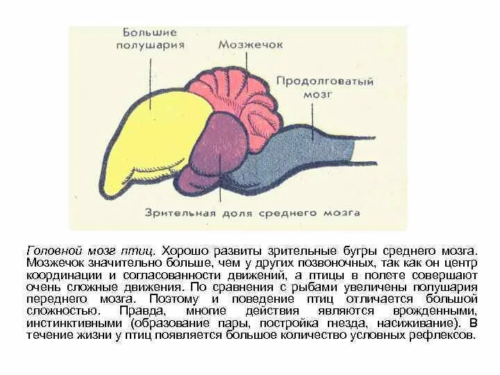 Строение головного мозга голубя. Строение отделов головного мозга птиц. Строение отделов головного мозга птиц. Нервная система и органы чувств птиц. Строение мозга птиц.