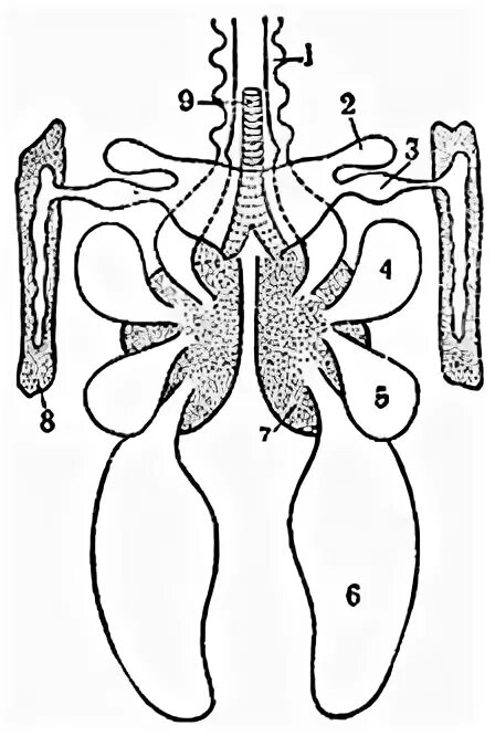 Форма легких птиц. Дыхательная система система птиц. Воздухоносные мешки птиц. Схема лёгких и воздухоносных мешков птиц.. Рис.4.7 схема легких и воздухоносных мешков птиц.